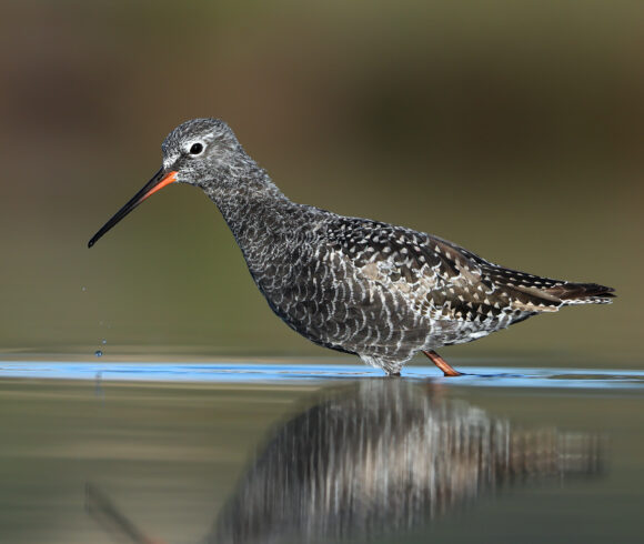 Dunkler Wasserläufer