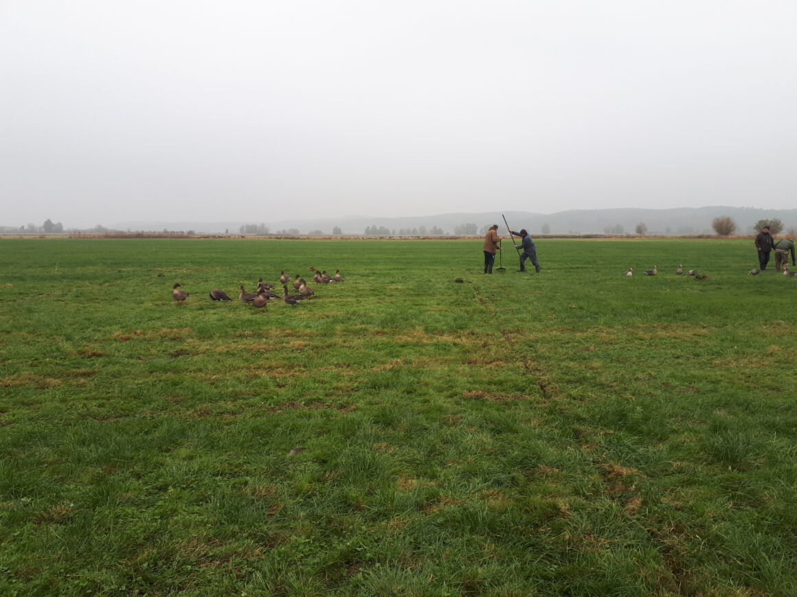 Waldsaatgänse, Seeadler und Feldbiologen