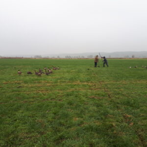 Taiga Bean Geese, sea Eagles & field workers