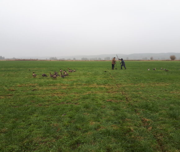 L’Oie des moissons, le Pygargue à queue blanche et les ornithologues