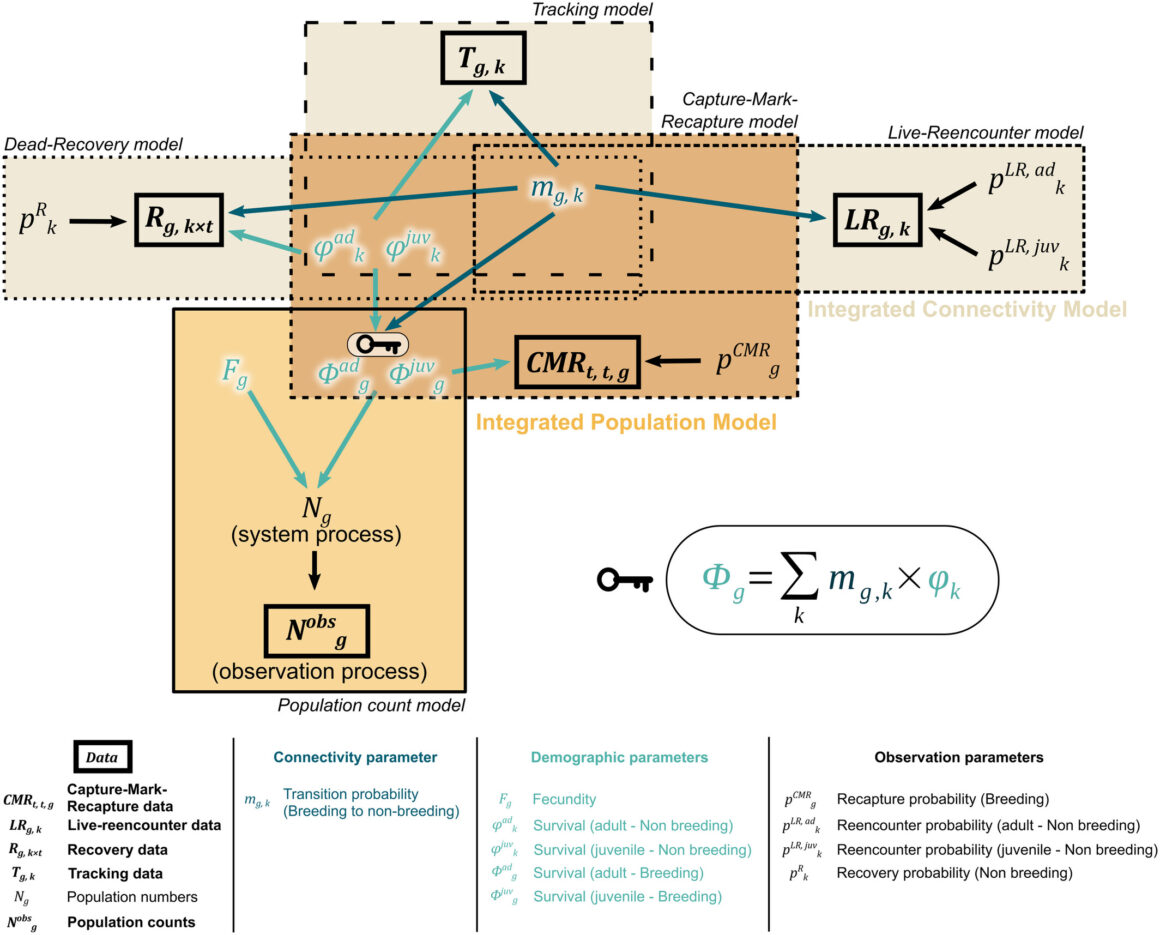 An integrative framework to combine migratory connectivity and demographic data