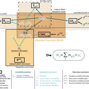 An integrative framework to combine migratory connectivity and demographic data