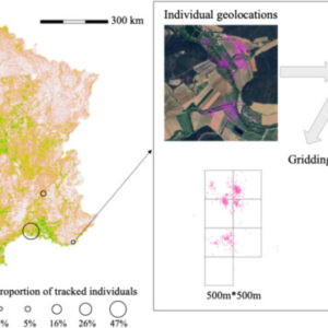 New study on the habitat selection of turtle doves in France