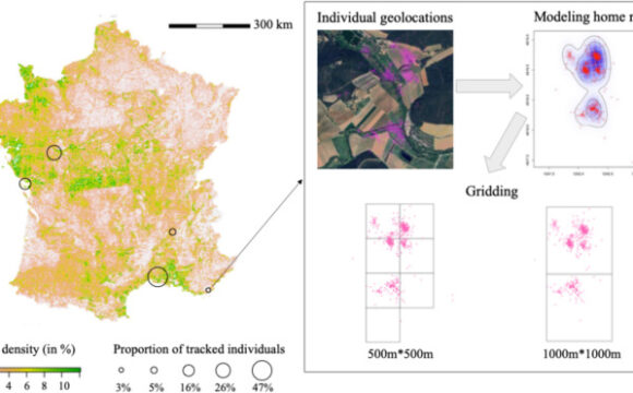 New study on the habitat selection of turtle doves in France