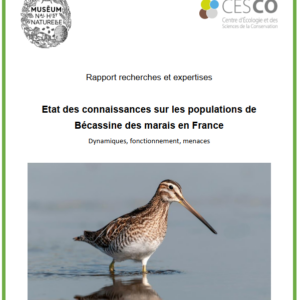 La Bécassine des Marais en France : publication d’un bilan des connaissances
