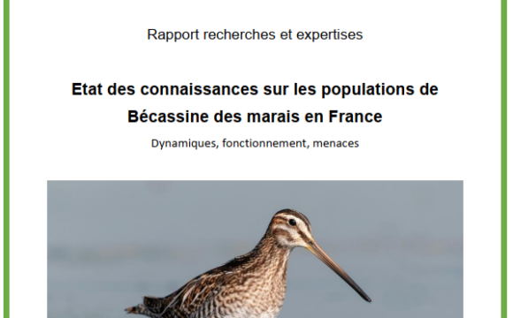 La Bécassine des Marais en France : publication d’un bilan des connaissances
