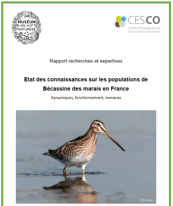 La Bécassine des Marais en France : publication d’un bilan des connaissances La Bécassine des Marais en France : publication d’un bilan des connaissances