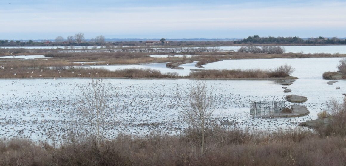 Visite d’Habitrack en Italie – une collaboration fructueuse autour du suivi des canards Visite d’Habitrack en Italie – une collaboration fructueuse autour du suivi des canards