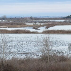 Visite d’Habitrack en Italie – une collaboration fructueuse autour du suivi des canards