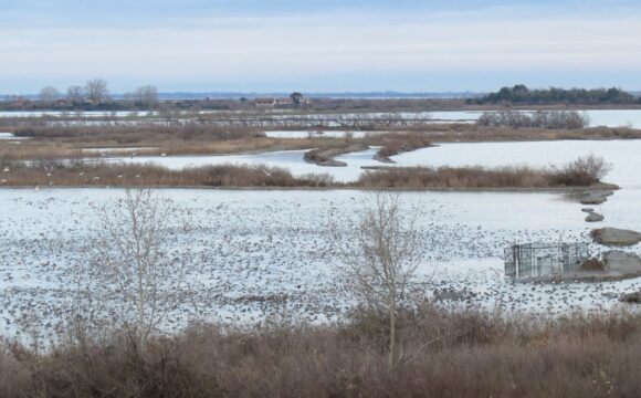 Visite d’Habitrack en Italie – une collaboration fructueuse autour du suivi des canards