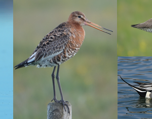 First batch of recommendations for conservation!