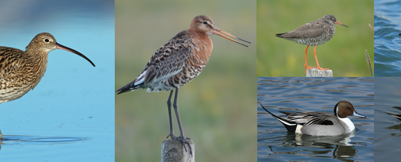 First batch of recommendations for conservation!