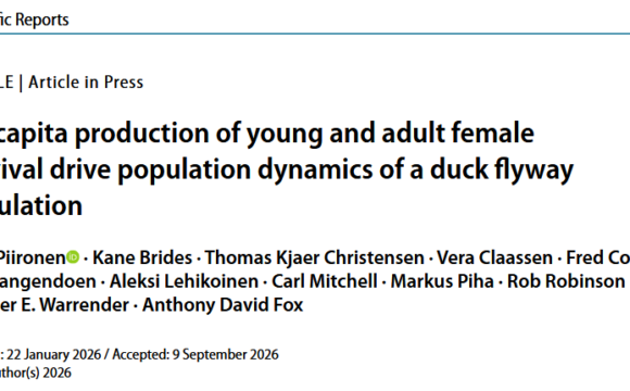 New publication on the demography of the wintering population of Wigeons